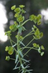 Euphorbia terracina 1 (Copier).JPG