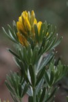 Genista linifolia 4 (Copier).JPG