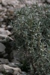 Helianthemum syriacum 3 (Copier).JPG