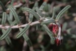 Helianthemum violaceum 2 (Copier).JPG