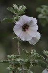 Malva wigantii 1 (Copier).JPG