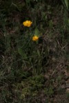 Ranunculus millefoliatus 5 (Copier).JPG