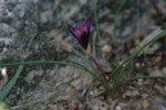 Romulea florentii 4 (Copier).JPG