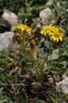Senecio leucanthemifolius 11 (Copier).JPG