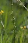Succowia balearica 7 (Copier).JPG
