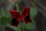 Tetragonolobus purpureus 4 (Copier).JPG