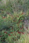 Tetragonolobus purpureus 6 (Copier).JPG