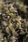 Thymalaea tartonraira 5 (Copier).JPG
