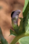 Vicia johannis 2 (Copier).JPG