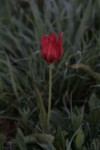 Tulipa agenensis 20 (Copier).JPG