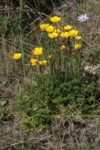 Ranunculus millefoliatus 17 (Copier).JPG