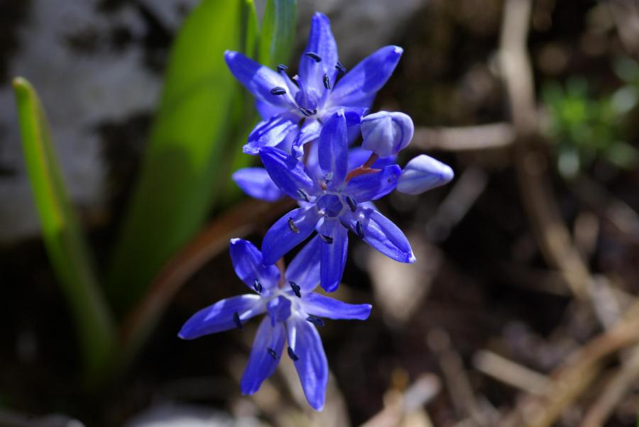 Scilla bifolia