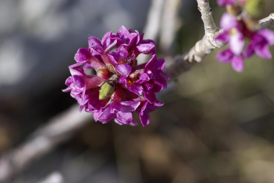 Daphne mezerum