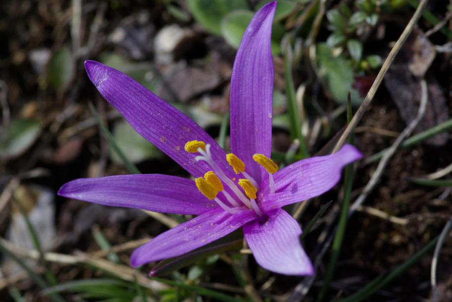 Bulbocodium vernum
