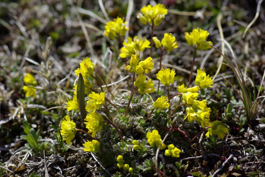 Draba aizoides (sauf erreur là encore)
