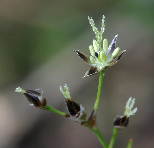 luzulapilosa1.jpg